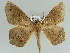  (Xanthisthisa AH01Ke - BC ZSM Lep 39230)  @11 [ ] CreativeCommons - Attribution Non-Commercial Share-Alike (2010) Axel Hausmann/Bavarian State Collection of Zoology (ZSM) SNSB, Zoologische Staatssammlung Muenchen