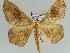  (Xanthisthisa AH02Ke - BC ZSM Lep 39231)  @11 [ ] CreativeCommons - Attribution Non-Commercial Share-Alike (2010) Axel Hausmann/Bavarian State Collection of Zoology (ZSM) SNSB, Zoologische Staatssammlung Muenchen