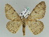  (Zeuctoboarmia AH01Ke - BC ZSM Lep 39246)  @11 [ ] CreativeCommons - Attribution Non-Commercial Share-Alike (2010) Axel Hausmann/Bavarian State Collection of Zoology (ZSM) SNSB, Zoologische Staatssammlung Muenchen