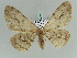  ( - BC ZSM Lep 39247)  @11 [ ] CreativeCommons - Attribution Non-Commercial Share-Alike (2010) Axel Hausmann/Bavarian State Collection of Zoology (ZSM) SNSB, Zoologische Staatssammlung Muenchen