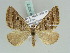  (Pseudolarentia AH01Ke - BC ZSM Lep 39277)  @11 [ ] CreativeCommons - Attribution Non-Commercial Share-Alike (2010) Axel Hausmann/Bavarian State Collection of Zoology (ZSM) SNSB, Zoologische Staatssammlung Muenchen
