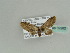  (Eupithecia AH01Ke - BC ZSM Lep 39282)  @11 [ ] CreativeCommons - Attribution Non-Commercial Share-Alike (2010) Axel Hausmann/Bavarian State Collection of Zoology (ZSM) SNSB, Zoologische Staatssammlung Muenchen