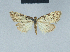  ( - BC ZSM Lep 41567)  @11 [ ] CreativeCommons - Attribution Non-Commercial Share-Alike (2010) Axel Hausmann/Bavarian State Collection of Zoology (ZSM) SNSB, Zoologische Staatssammlung Muenchen