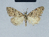  ( - BC ZSM Lep 41572)  @11 [ ] CreativeCommons - Attribution Non-Commercial Share-Alike (2010) Axel Hausmann/Bavarian State Collection of Zoology (ZSM) SNSB, Zoologische Staatssammlung Muenchen