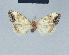  ( - BC ZSM Lep 41573)  @11 [ ] CreativeCommons - Attribution Non-Commercial Share-Alike (2010) Axel Hausmann/Bavarian State Collection of Zoology (ZSM) SNSB, Zoologische Staatssammlung Muenchen
