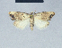  ( - BC ZSM Lep 41574)  @11 [ ] CreativeCommons - Attribution Non-Commercial Share-Alike (2010) Axel Hausmann/Bavarian State Collection of Zoology (ZSM) SNSB, Zoologische Staatssammlung Muenchen