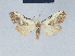  ( - BC ZSM Lep 41578)  @11 [ ] CreativeCommons - Attribution Non-Commercial Share-Alike (2010) Axel Hausmann/Bavarian State Collection of Zoology (ZSM) SNSB, Zoologische Staatssammlung Muenchen