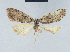  ( - BC ZSM Lep 41583)  @12 [ ] CreativeCommons - Attribution Non-Commercial Share-Alike (2010) Axel Hausmann/Bavarian State Collection of Zoology (ZSM) SNSB, Zoologische Staatssammlung Muenchen
