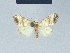  ( - BC ZSM Lep 41593)  @11 [ ] CreativeCommons - Attribution Non-Commercial Share-Alike (2010) Axel Hausmann/Bavarian State Collection of Zoology (ZSM) SNSB, Zoologische Staatssammlung Muenchen