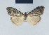 ( - BC ZSM Lep 41611)  @12 [ ] CreativeCommons - Attribution Non-Commercial Share-Alike (2010) Axel Hausmann/Bavarian State Collection of Zoology (ZSM) SNSB, Zoologische Staatssammlung Muenchen