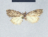  ( - BC ZSM Lep 41612)  @13 [ ] CreativeCommons - Attribution Non-Commercial Share-Alike (2010) Axel Hausmann/Bavarian State Collection of Zoology (ZSM) SNSB, Zoologische Staatssammlung Muenchen