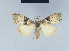  ( - BC ZSM Lep 41644)  @13 [ ] CreativeCommons - Attribution Non-Commercial Share-Alike (2010) Axel Hausmann/Bavarian State Collection of Zoology (ZSM) SNSB, Zoologische Staatssammlung Muenchen