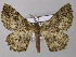  ( - BC ZSM Lep 44513)  @11 [ ] CreativeCommons - Attribution Non-Commercial Share-Alike (2010) Axel Hausmann/Bavarian State Collection of Zoology (ZSM) SNSB, Zoologische Staatssammlung Muenchen