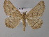  ( - BC ZSM Lep 44518)  @11 [ ] CreativeCommons - Attribution Non-Commercial Share-Alike (2010) Axel Hausmann/Bavarian State Collection of Zoology (ZSM) SNSB, Zoologische Staatssammlung Muenchen