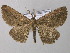  ( - BC ZSM Lep 44530)  @11 [ ] CreativeCommons - Attribution Non-Commercial Share-Alike (2010) Axel Hausmann/Bavarian State Collection of Zoology (ZSM) SNSB, Zoologische Staatssammlung Muenchen