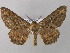  ( - BC ZSM Lep 44546)  @11 [ ] CreativeCommons - Attribution Non-Commercial Share-Alike (2010) Axel Hausmann/Bavarian State Collection of Zoology (ZSM) SNSB, Zoologische Staatssammlung Muenchen