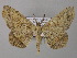  ( - BC ZSM Lep 44552)  @11 [ ] CreativeCommons - Attribution Non-Commercial Share-Alike (2010) Axel Hausmann/Bavarian State Collection of Zoology (ZSM) SNSB, Zoologische Staatssammlung Muenchen