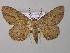  ( - BC ZSM Lep 44556)  @11 [ ] CreativeCommons - Attribution Non-Commercial Share-Alike (2010) Axel Hausmann/Bavarian State Collection of Zoology (ZSM) SNSB, Zoologische Staatssammlung Muenchen