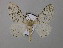  ( - BC ZSM Lep 44563)  @11 [ ] CreativeCommons - Attribution Non-Commercial Share-Alike (2010) Axel Hausmann/Bavarian State Collection of Zoology (ZSM) SNSB, Zoologische Staatssammlung Muenchen