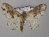  (Colocleora leucostephana - BC ZSM Lep 44567)  @11 [ ] CreativeCommons - Attribution Non-Commercial Share-Alike (2010) Axel Hausmann/Bavarian State Collection of Zoology (ZSM) SNSB, Zoologische Staatssammlung Muenchen