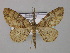  (Hypomecis HS06SA - BC ZSM Lep 44603)  @11 [ ] CreativeCommons - Attribution Non-Commercial Share-Alike (2010) Axel Hausmann/Bavarian State Collection of Zoology (ZSM) SNSB, Zoologische Staatssammlung Muenchen