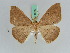  (Eupsamma AH01Tz - BC ZSM Lep 45747)  @13 [ ] CreativeCommons - Attribution Non-Commercial Share-Alike (2010) Axel Hausmann/Bavarian State Collection of Zoology (ZSM) SNSB, Zoologische Staatssammlung Muenchen