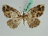  (Xylopteryx AH01Tz - BC ZSM Lep 45750)  @14 [ ] CreativeCommons - Attribution Non-Commercial Share-Alike (2010) Axel Hausmann/Bavarian State Collection of Zoology (ZSM) SNSB, Zoologische Staatssammlung Muenchen