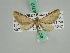  ( - BC ZSM Lep 45772)  @11 [ ] CreativeCommons - Attribution Non-Commercial Share-Alike (2010) Axel Hausmann/Bavarian State Collection of Zoology (ZSM) SNSB, Zoologische Staatssammlung Muenchen