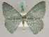  (Prasinocyma microscannata - BC ZSM Lep 45779)  @14 [ ] CreativeCommons - Attribution Non-Commercial Share-Alike (2010) Axel Hausmann/Bavarian State Collection of Zoology (ZSM) SNSB, Zoologische Staatssammlung Muenchen