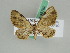  (Chloroclystis AH01Tz - BC ZSM Lep 45782)  @13 [ ] CreativeCommons - Attribution Non-Commercial Share-Alike (2010) Axel Hausmann/Bavarian State Collection of Zoology (ZSM) SNSB, Zoologische Staatssammlung Muenchen
