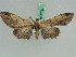  ( - BC ZSM Lep 45787)  @13 [ ] CreativeCommons - Attribution Non-Commercial Share-Alike (2010) Axel Hausmann/Bavarian State Collection of Zoology (ZSM) SNSB, Zoologische Staatssammlung Muenchen