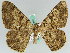 ( - BC ZSM Lep 45806)  @11 [ ] CreativeCommons - Attribution Non-Commercial Share-Alike (2010) Axel Hausmann/Bavarian State Collection of Zoology (ZSM) SNSB, Zoologische Staatssammlung Muenchen