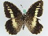  (Chazara briseis larnacana - BC ZSM Lep 45816)  @13 [ ] CreativeCommons - Attribution Non-Commercial Share-Alike (2010) Axel Hausmann/Bavarian State Collection of Zoology (ZSM) SNSB, Zoologische Staatssammlung Muenchen