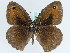  (Maniola cypricola - BC ZSM Lep 45818)  @13 [ ] CreativeCommons - Attribution Non-Commercial Share-Alike (2010) Axel Hausmann/Bavarian State Collection of Zoology (ZSM) SNSB, Zoologische Staatssammlung Muenchen