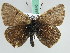  ( - BC ZSM Lep 45840)  @13 [ ] CreativeCommons - Attribution Non-Commercial Share-Alike (2010) Axel Hausmann/Bavarian State Collection of Zoology (ZSM) SNSB, Zoologische Staatssammlung Muenchen