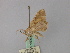  ( - BC ZSM Lep 46897)  @12 [ ] CreativeCommons - Attribution Non-Commercial Share-Alike (2010) Axel Hausmann/Bavarian State Collection of Zoology (ZSM) SNSB, Zoologische Staatssammlung Muenchen