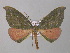  ( - BC ZSM Lep 46899)  @14 [ ] CreativeCommons - Attribution Non-Commercial Share-Alike (2010) Axel Hausmann/Bavarian State Collection of Zoology (ZSM) SNSB, Zoologische Staatssammlung Muenchen