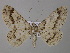  (Cleora pavlitzkiaeAH03Tz - BC ZSM Lep 46901)  @15 [ ] CreativeCommons - Attribution Non-Commercial Share-Alike (2010) Axel Hausmann/Bavarian State Collection of Zoology (ZSM) SNSB, Zoologische Staatssammlung Muenchen