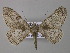  ( - BC ZSM Lep 46903)  @14 [ ] CreativeCommons - Attribution Non-Commercial Share-Alike (2010) Axel Hausmann/Bavarian State Collection of Zoology (ZSM) SNSB, Zoologische Staatssammlung Muenchen