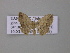  ( - BC ZSM Lep 46905)  @13 [ ] CreativeCommons - Attribution Non-Commercial Share-Alike (2010) Axel Hausmann/Bavarian State Collection of Zoology (ZSM) SNSB, Zoologische Staatssammlung Muenchen