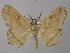  ( - BC ZSM Lep 46908)  @14 [ ] CreativeCommons - Attribution Non-Commercial Share-Alike (2010) Axel Hausmann/Bavarian State Collection of Zoology (ZSM) SNSB, Zoologische Staatssammlung Muenchen