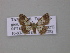  (Zamarada AH06Tz - BC ZSM Lep 46909)  @13 [ ] CreativeCommons - Attribution Non-Commercial Share-Alike (2010) Axel Hausmann/Bavarian State Collection of Zoology (ZSM) SNSB, Zoologische Staatssammlung Muenchen