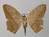  ( - BC ZSM Lep 46917)  @14 [ ] CreativeCommons - Attribution Non-Commercial Share-Alike (2010) Axel Hausmann/Bavarian State Collection of Zoology (ZSM) SNSB, Zoologische Staatssammlung Muenchen
