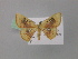 ( - BC ZSM Lep 46953)  @11 [ ] CreativeCommons - Attribution Non-Commercial Share-Alike (2010) Axel Hausmann/Bavarian State Collection of Zoology (ZSM) SNSB, Zoologische Staatssammlung Muenchen