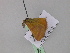  ( - BC ZSM Lep 46958)  @11 [ ] CreativeCommons - Attribution Non-Commercial Share-Alike (2010) Axel Hausmann/Bavarian State Collection of Zoology (ZSM) SNSB, Zoologische Staatssammlung Muenchen