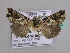  ( - BC ZSM Lep 33592)  @13 [ ] CreativeCommons - Attribution Non-Commercial Share-Alike (2010) Axel Hausmann/Bavarian State Collection of Zoology (ZSM) SNSB, Zoologische Staatssammlung Muenchen