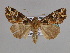  (Callopistria natalensisGB01 - BC ZSM Lep 33602)  @13 [ ] CreativeCommons - Attribution Non-Commercial Share-Alike (2010) Axel Hausmann/Bavarian State Collection of Zoology (ZSM) SNSB, Zoologische Staatssammlung Muenchen