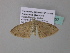  ( - BC ZSM Lep 34262)  @12 [ ] CreativeCommons - Attribution Non-Commercial Share-Alike (2010) Axel Hausmann/Bavarian State Collection of Zoology (ZSM) SNSB, Zoologische Staatssammlung Muenchen