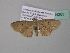  ( - BC ZSM Lep 34263)  @12 [ ] CreativeCommons - Attribution Non-Commercial Share-Alike (2010) Axel Hausmann/Bavarian State Collection of Zoology (ZSM) SNSB, Zoologische Staatssammlung Muenchen