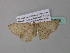  ( - BC ZSM Lep 34266)  @13 [ ] CreativeCommons - Attribution Non-Commercial Share-Alike (2010) Axel Hausmann/Bavarian State Collection of Zoology (ZSM) SNSB, Zoologische Staatssammlung Muenchen